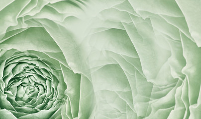Obraz premium Floral light green background. Pink roses and petals flowers. Close-up. Flower composition. Greeting card.