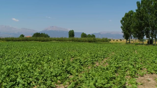 beet field