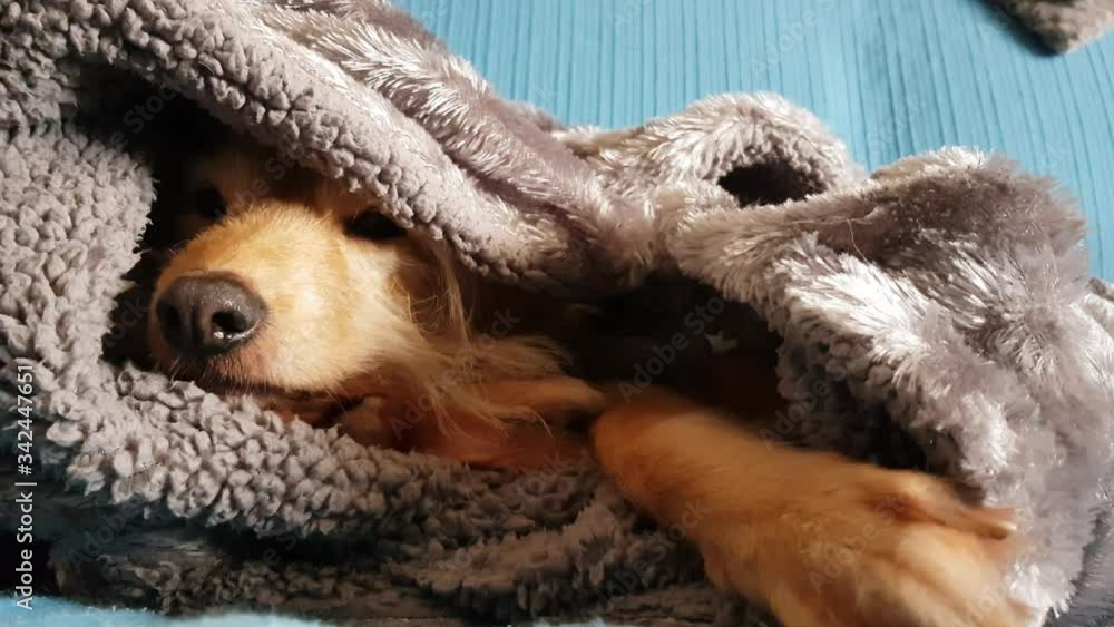 Wall mural Dog sleeping on the couch covered with blanket