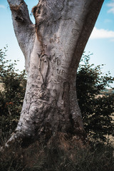 An old tall and big tree marked with a knife