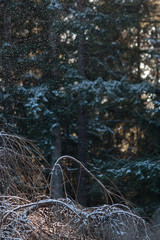 snow falling on dormant bushes and cedar trees