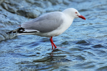 Red-billed gull on the coast of Kaikoura peninsula, South Island, New Zealand