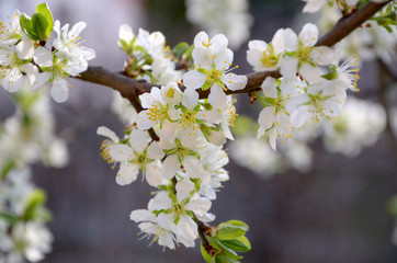 beautiful flowering plum tree in the garden