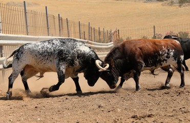 brave bullfighting in the countryside