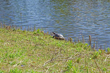 A water turtle goes along the canal in Sytvendepark. Voorburg. Netherlands