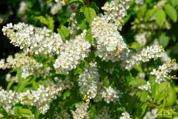 Blooming spring twigs of bird cherry