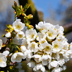 Cherry blossom (Prunus avium)