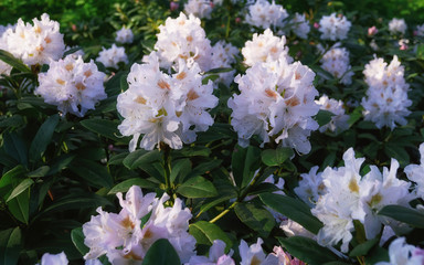 Garden rhododendron with decorative foliage and beautiful flowers