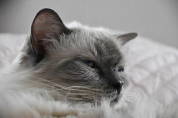A sleepy fluffy Ragdoll pure bred cat with lots of whiskers, fluffy grey and white hair with tired...