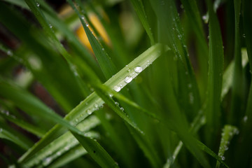 Raindrops on a blade of grass