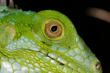 Iguana eye close up