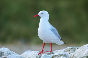 Red-billed gull on the coast of Kaikoura peninsula, South Island, New Zealand