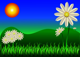 Fototapeta premium Vector image with daisies and sunny sky