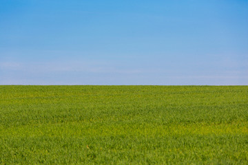 Obraz na płótnie Canvas Grüne Wiese, saftiges gras, Blauer himmel, Landschaft im Frühling, als hintergrund geeignet, quer