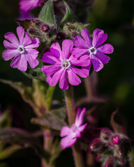 Red Campion (Silene Dioica)