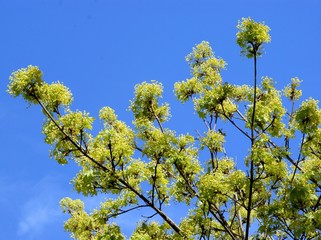 maple tree with yellow flowers at spring