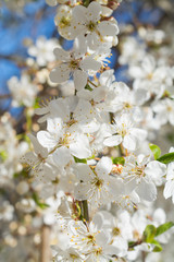 Obraz premium White flowers on a branch of apple tree