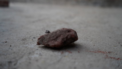 ant on the ground