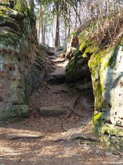 roots of tree
