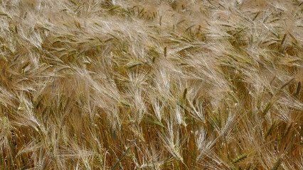 
Cornfield in the wind, close-up, texture, background. Schleswig-Holstein, Germany, 