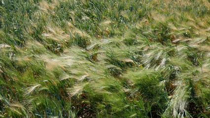 
Cornfield in the wind, close-up, texture, background. Schleswig-Holstein, Germany, 
