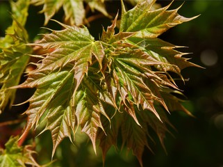 leaves of maple tree at spring
