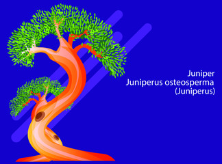 Bonsai juniper tree vector flat illustration 