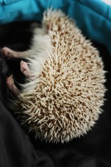 Funny hedgehog hiding in a blanket macro