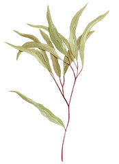 Light green watercolor eucalyptus branch with leaves, isolated on white background. Botanical illustration.