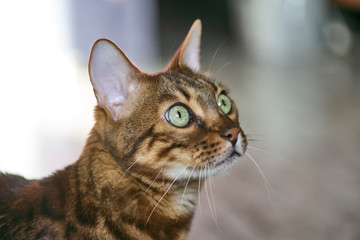 Bengal cat walks on a Sunny balcony. Quarantine, everyone stays home.
