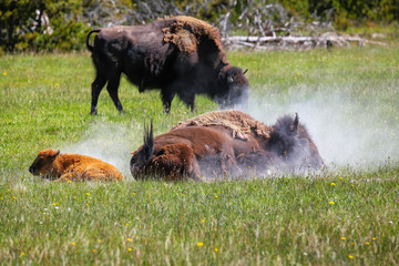 Female bison taking a dust bath with a calf nearby, Yellowstone National Park, Wyoming