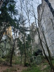 trees in the forest