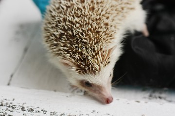 Funny hedgehog hiding in a blanket macro