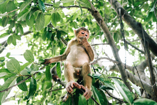 mono subido a un arbol en vietnam