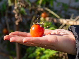 woman holds red tomato in her hand