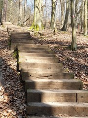 wooden path in the forest