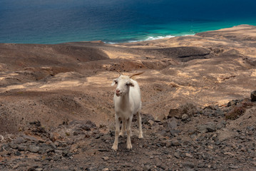 Cofete beach Canary Island of Fuerteventura