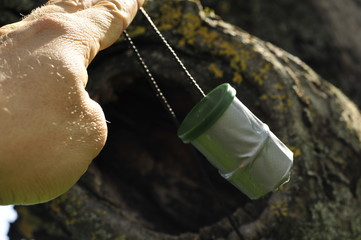 hidden geocache found in a hollow tree