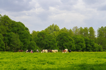 Herd of cattle grazing outdoor in green meadow on cloudy summer day.Forest and dull sky in...