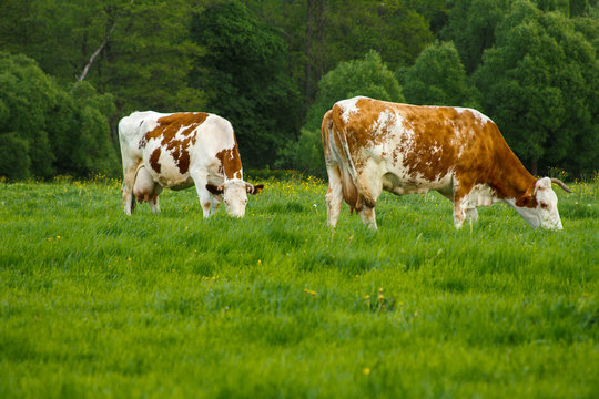 Start of pasture period for farm cows in spring.Green juicy grass field with blooming yellow flowers and forest behind.Two cows of popular simmental breed grazing free for better milk quality