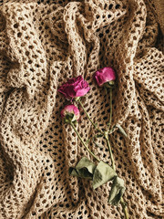 Obraz premium pink jarosa tea lies on a knitted brown sweater