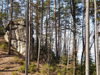 forest in autumn
