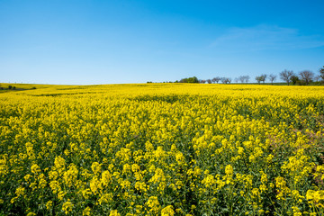 Fototapeta premium Yellow rapeseed field with deep blue sky