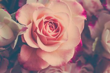 Fototapeta na wymiar Rosen pink pastell Nahaufnahme romantisch, Hintergrund