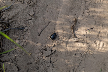 black beetle crawling on the sand