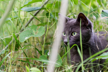 Naklejka na ściany i meble a black cat with green eyes sits in the grass. cat hunts