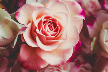 Rosen pink pastell Nahaufnahme romantisch, Hintergrund