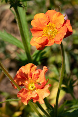 Close up of two Geum flowers, top one in focus and bottom one gently blurred