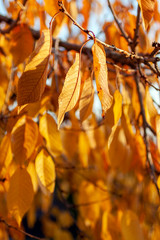 Yellow leaves on a sunny autumn day