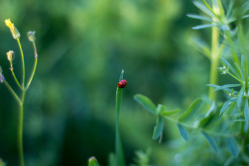 soft focus. ladybug is sitting on the grass. red beetle on a green background